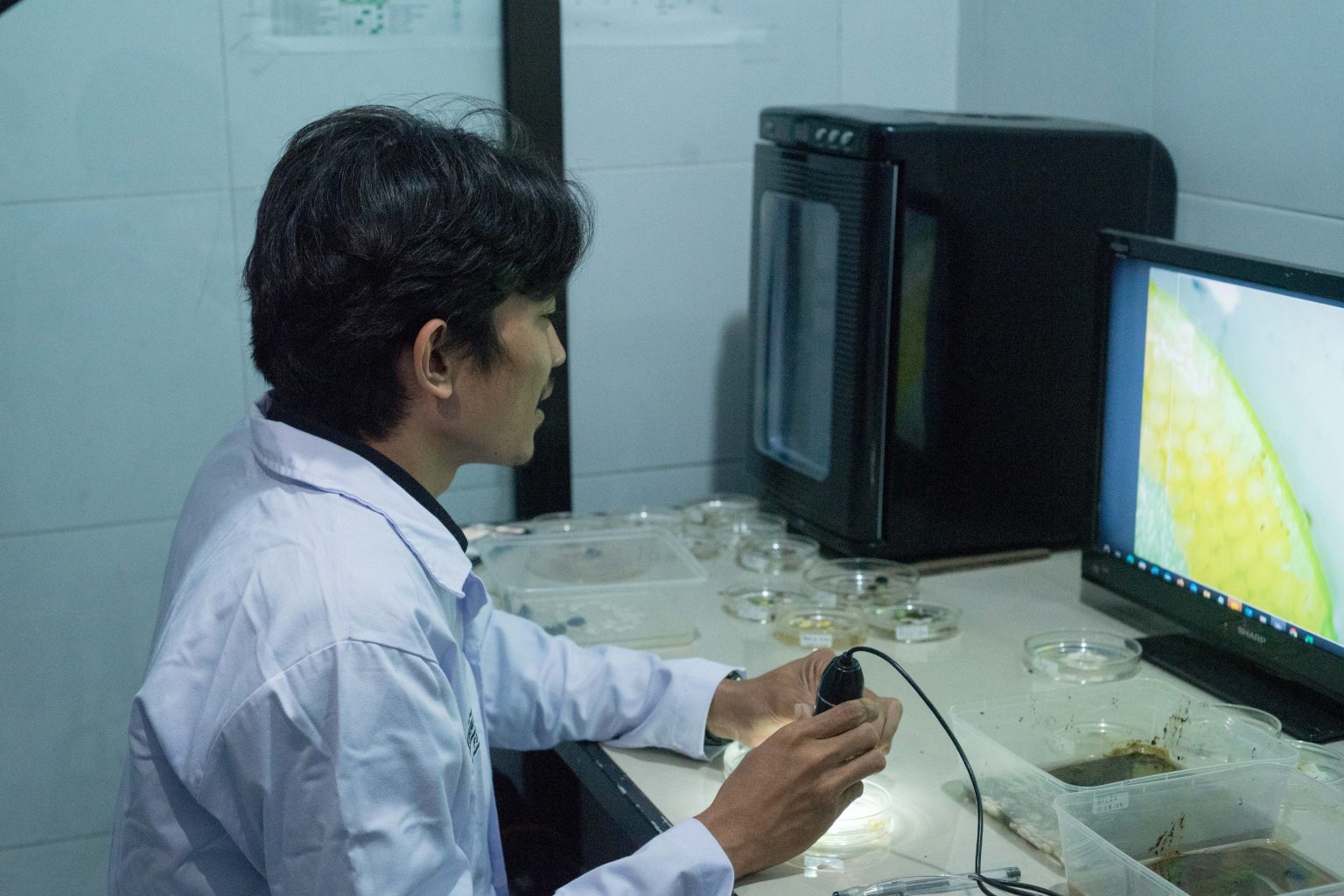 Dirham Counting Eggs