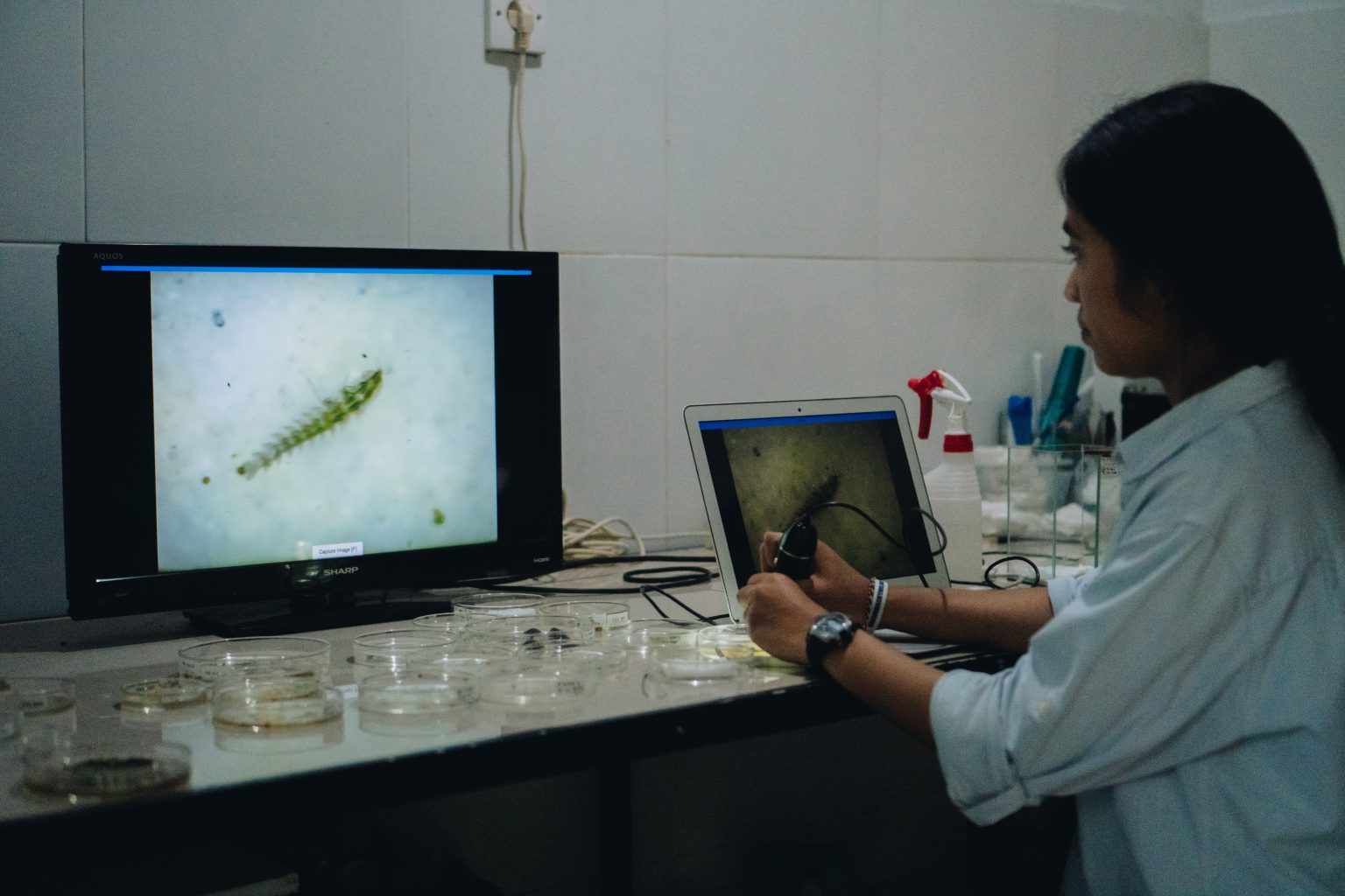 Novi observing the larva