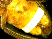 Firefly bioluminescence glowing in the dark forest, showing how fireflies communicate using light signals