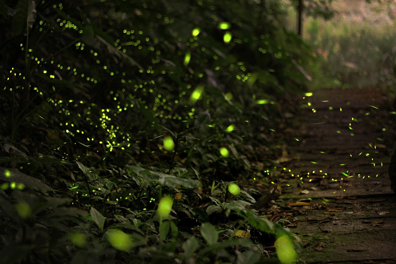 The Silent Symphony : How Firefly Tourism  Is Changing Our Relationship with Nature
