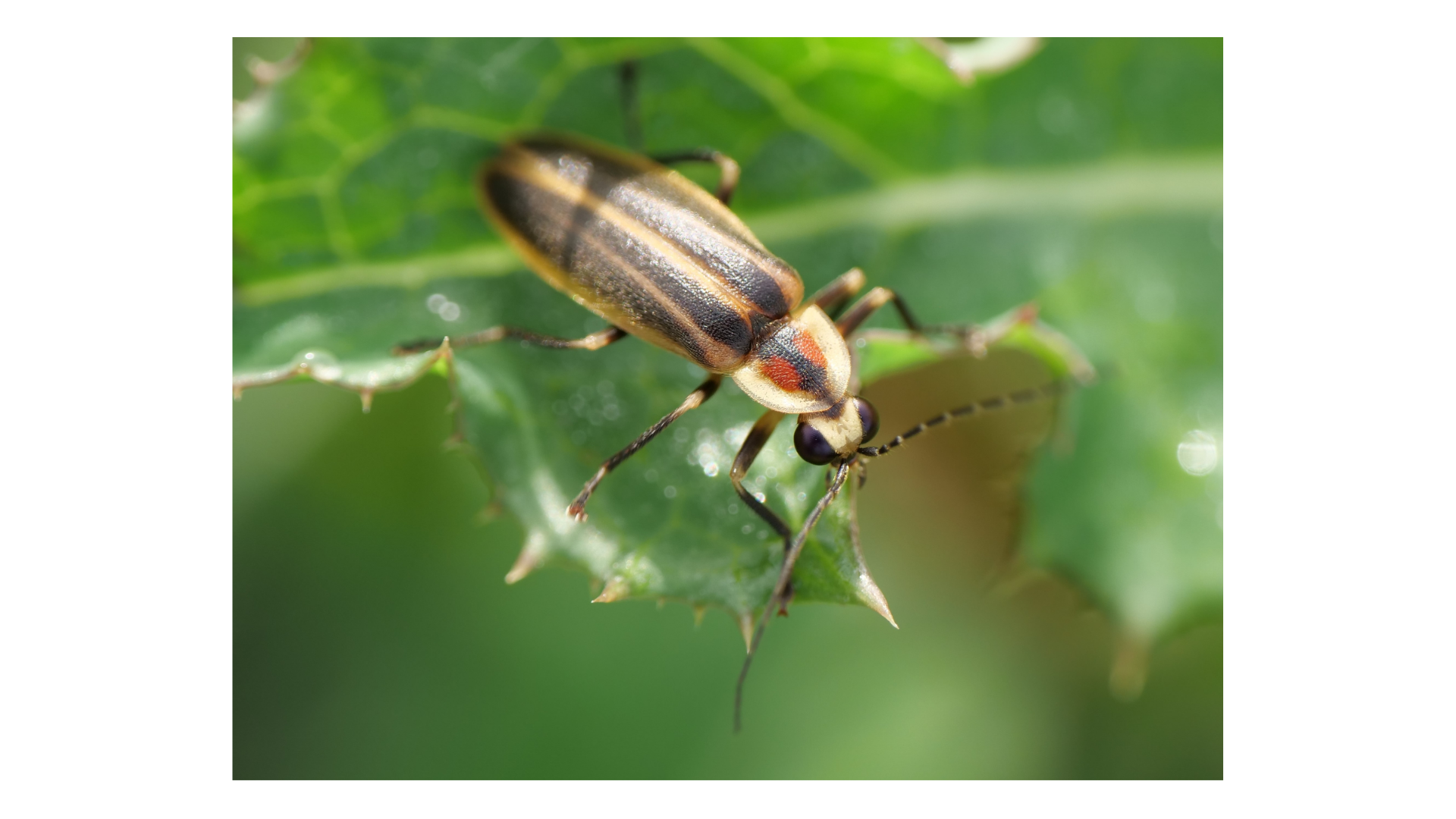 A Guiding Light to Bring Us Joy : The Firefly’s Life Bali