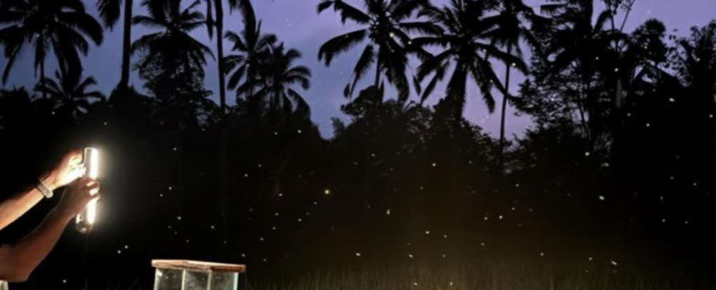 fireflies ecotourism experience