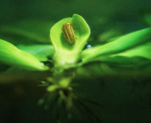 Fireflies as Ecosystem Bioindicators