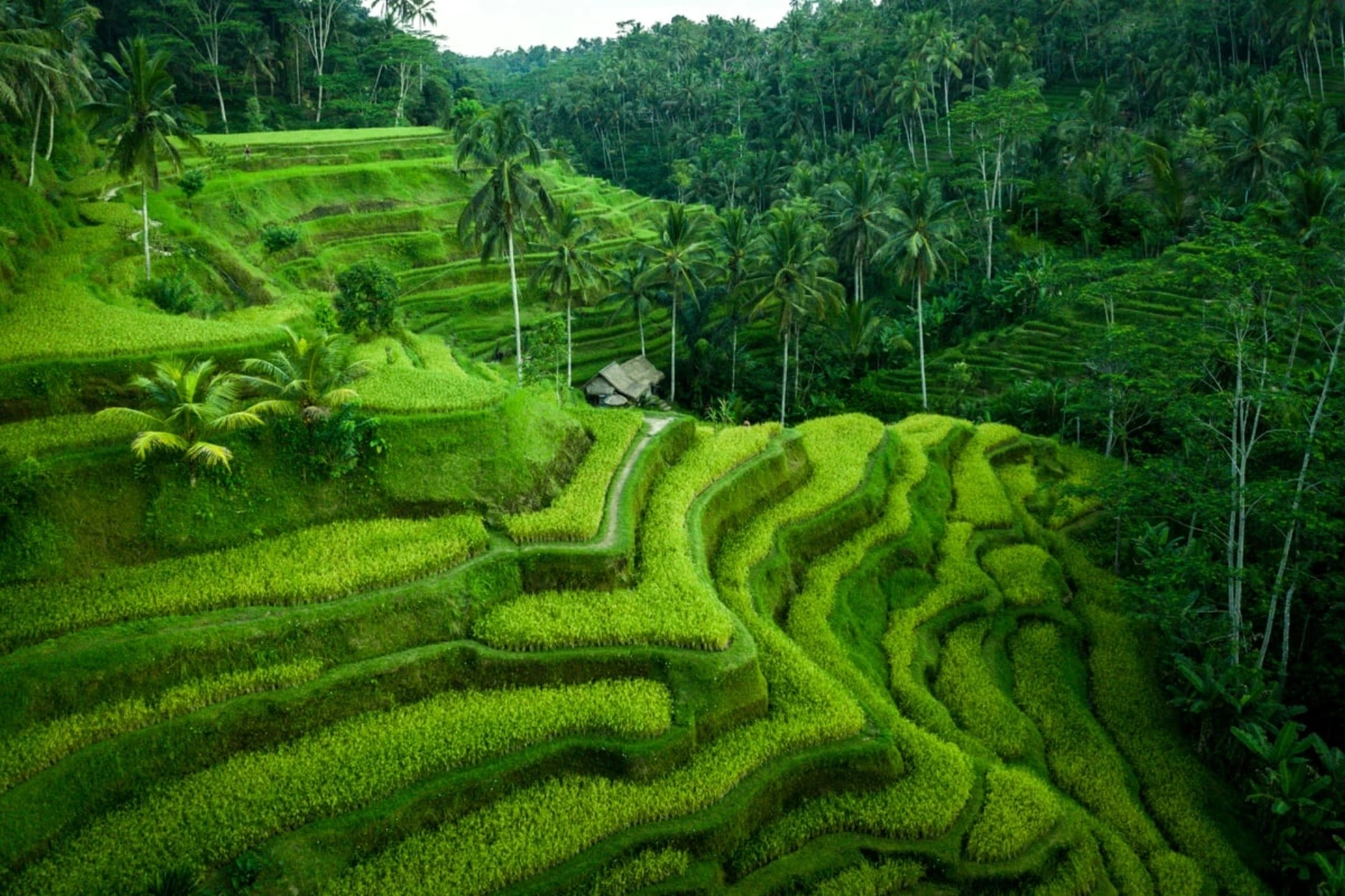 Unique Places to Visit in Ubud
