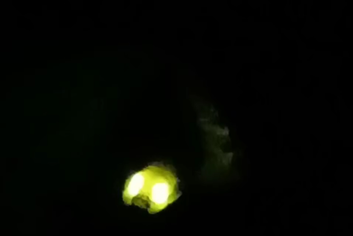 Bali biodiversity