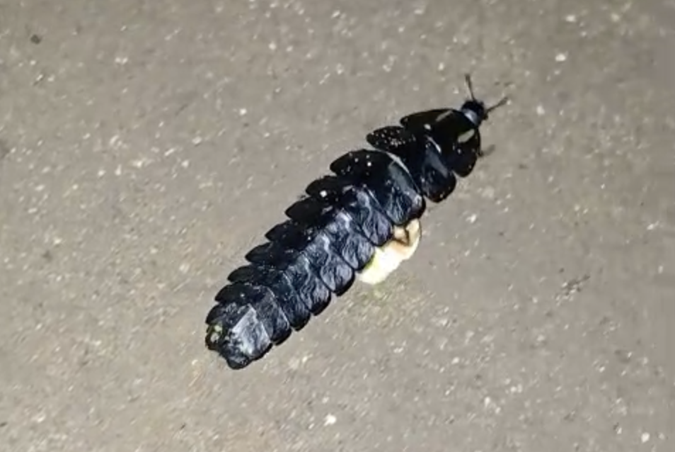 Lamprigera fireflies