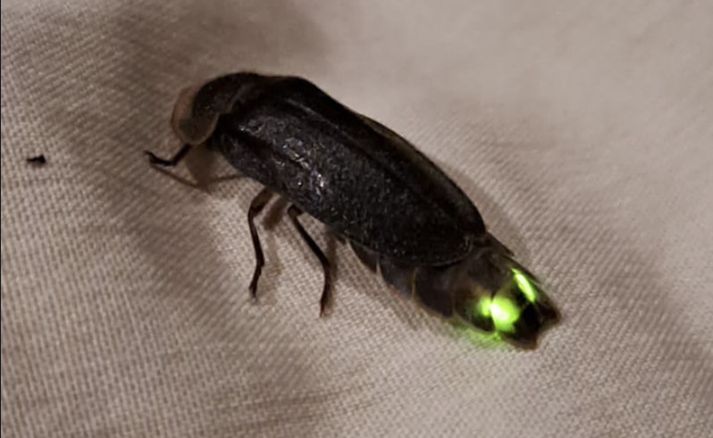 Lamprigera fireflies