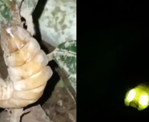 Lamprigera Fireflies: Biology, Mating Behavior, and the Impact of Artificial Light