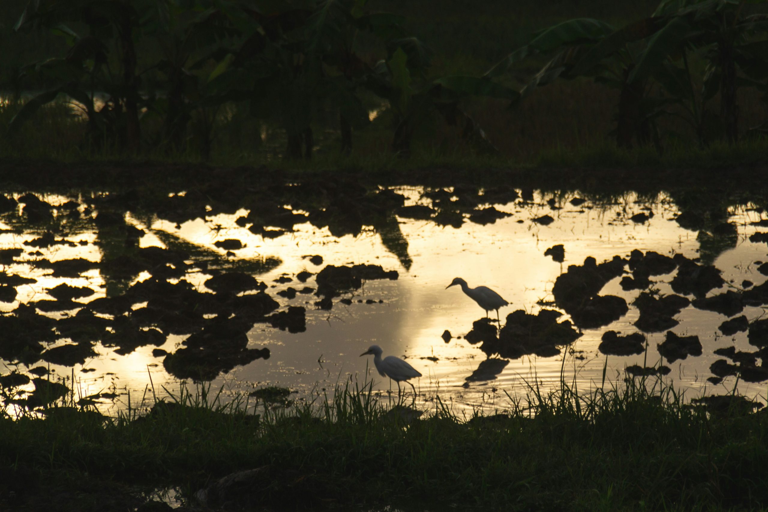 Ubud night experience