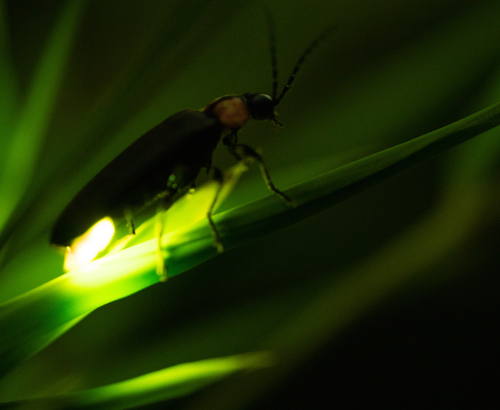 Fireflies in Bali: Why Bali’s Tiny Guardians of the Night Matter