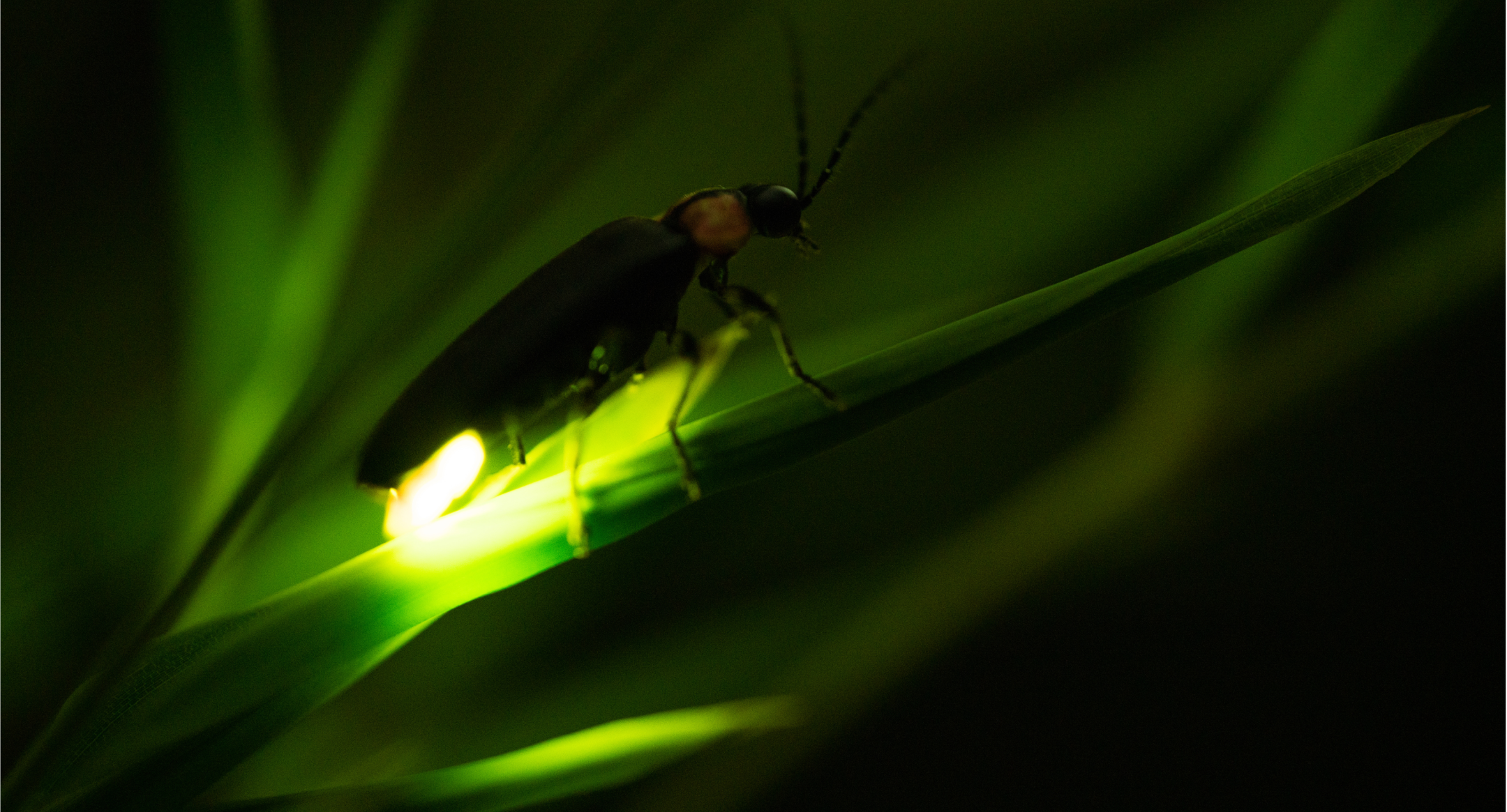 fireflies in Bali