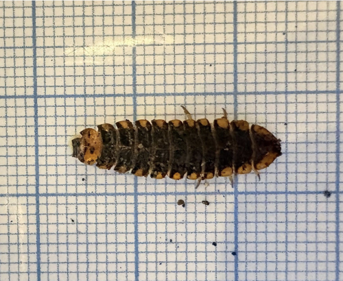 Coastal Fireflies and Their Unique Adaptations: How Atyphella Survive Harsh Shoreline Environments
