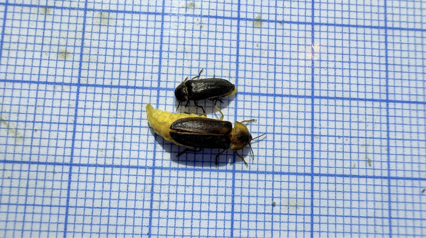 Coastal fireflies