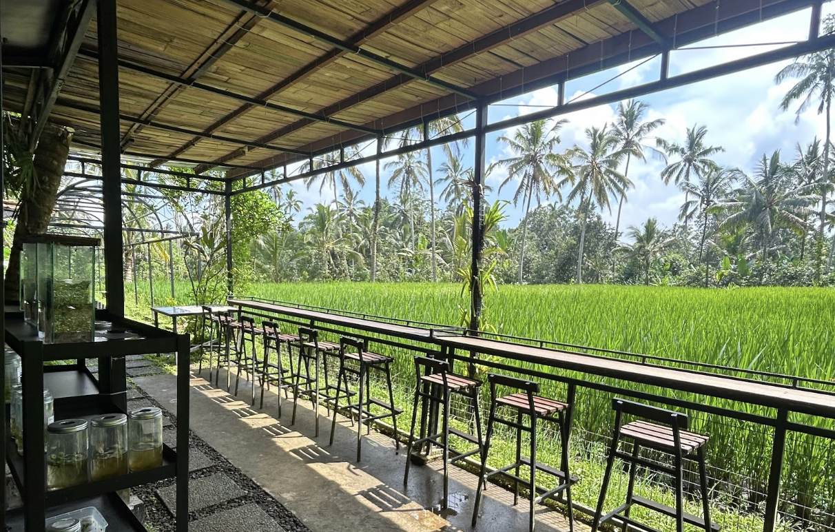 Fireflies Bali