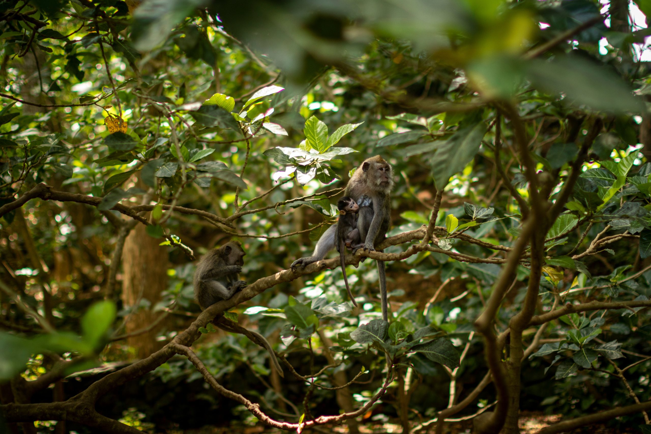 Authentic Ubud experience