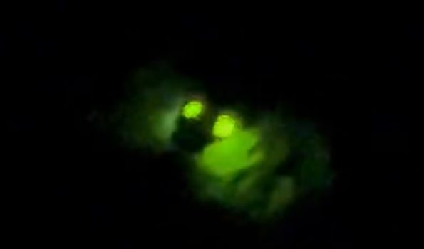 firefly watching Bali