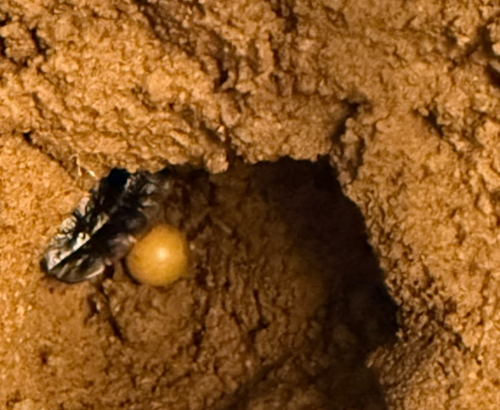 Why Fireflies Are Important