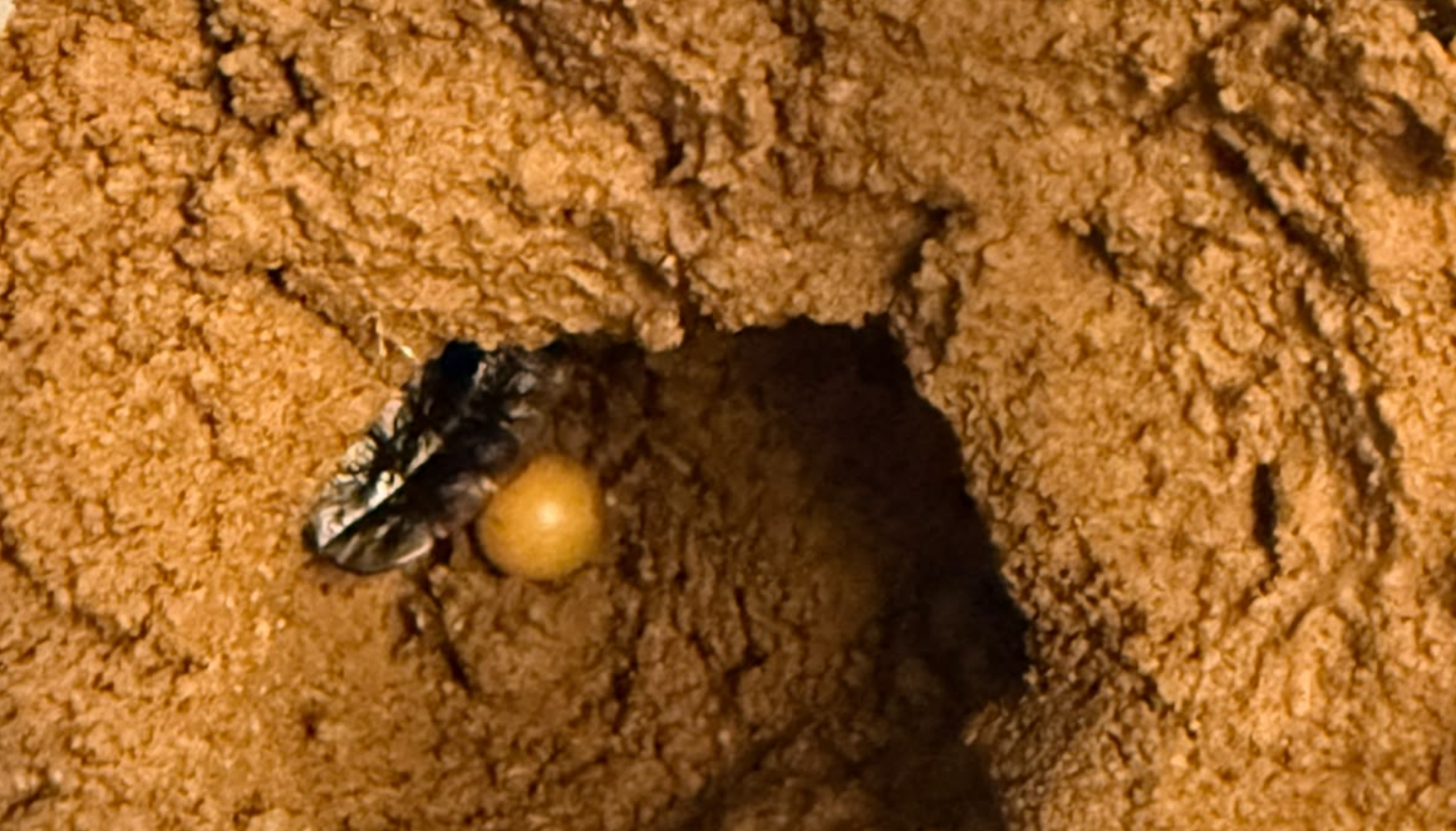 why fireflies are important
